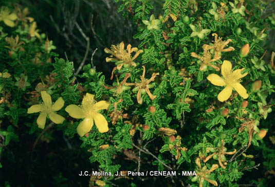 Estepa joana (Hypericum balearicum). Se cría en lugares secos y pedregosos de la maquía y encinares aclarados.