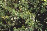  Boj (Buxus sempervirens) 