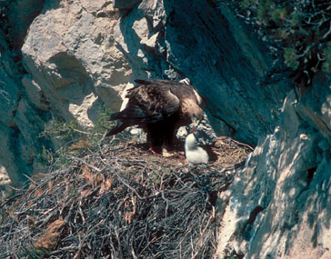 Águila real / Àguila daurada (Aquila chrysaetos) [A. Camoyán]