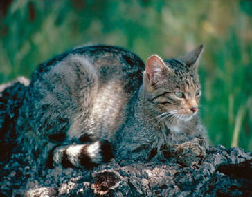 Gato montés/Gat fer [F. Cámara Orgaz]