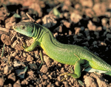 Lagarto verde/Lluert [J. Ara Cajal]