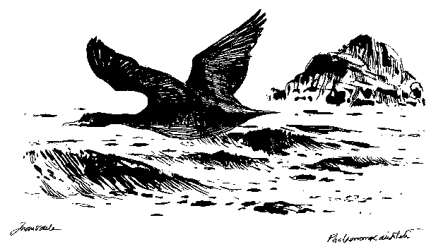 Cormorán moñudo