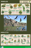 Arboles y arbustos de Monfragüe (Ficha QR descargable en imagen)