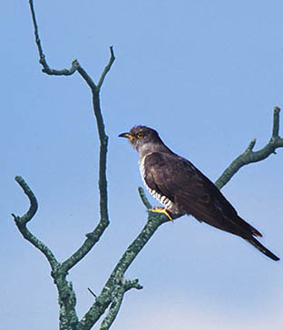 cuco, Parque Nacional de la Sierra de las Nieves