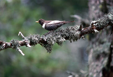 mirlo capiblanco, Parque Nacional de la Sierra de las Nieves