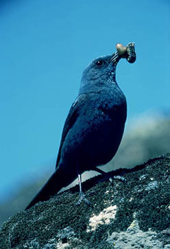 roquero solitario, Parque Nacional de la Sierra de las Nieves