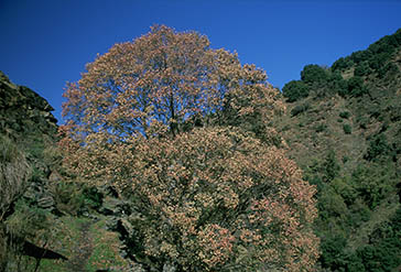 Quejigo de alta montaña