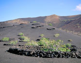 Cultivos de higuera (Ficus carica) cercados por muros de piedras