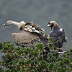Informe de seguimiento de aves comunes reproductoras e invernantes [Foto: J.M. Pérez de Ayala]