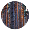 Investigando y conociendo: Ecología, dendroecología, paleoecología, ecofisiología