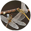 Investigando y conociendo: Insectos, tricópteros, efemerópteros, plecópteros