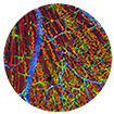 Investigando y conociendo: Microciencia, microorganismos, procariotas