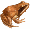 Rana pirenaica