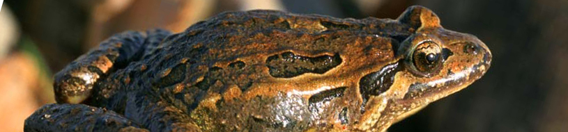 Sapillo pintojo [M.A. de la Cruz Alemán / Fototeca CENEAM]