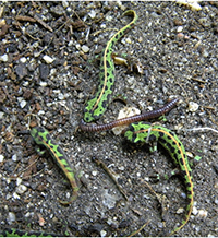 Juveniles de tritón pigmeo