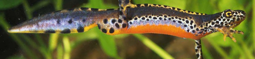 Tritón alpino [J.L. Rodríguez / Fototeca CENEAM]