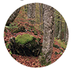 Investigando y conociendo: Vegetación, bosques, pastos, vegetación arbustiva