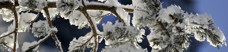 Ramas y hojas de pino silvestre con nieve [J.M. Pérez de Ayala / Fototeca CENEAM]