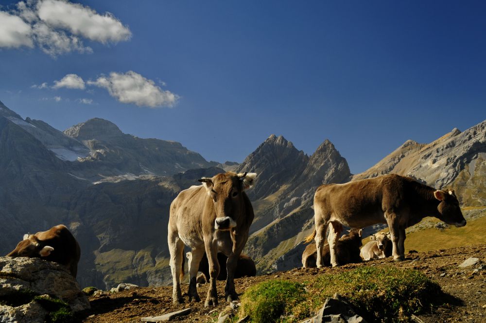 foto ordesa viñamala