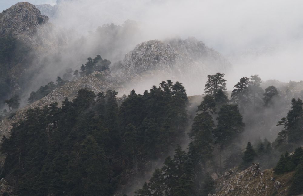 Sierra de Grazalema - Niebla