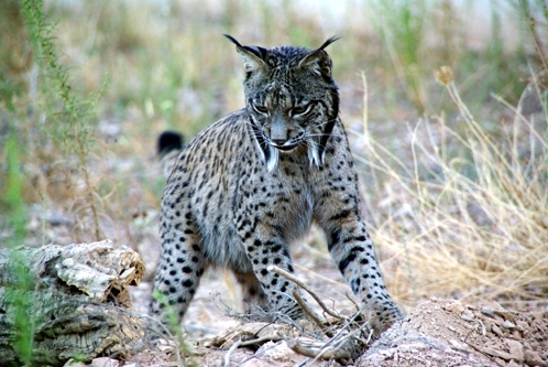 120109 image001 lince (53)