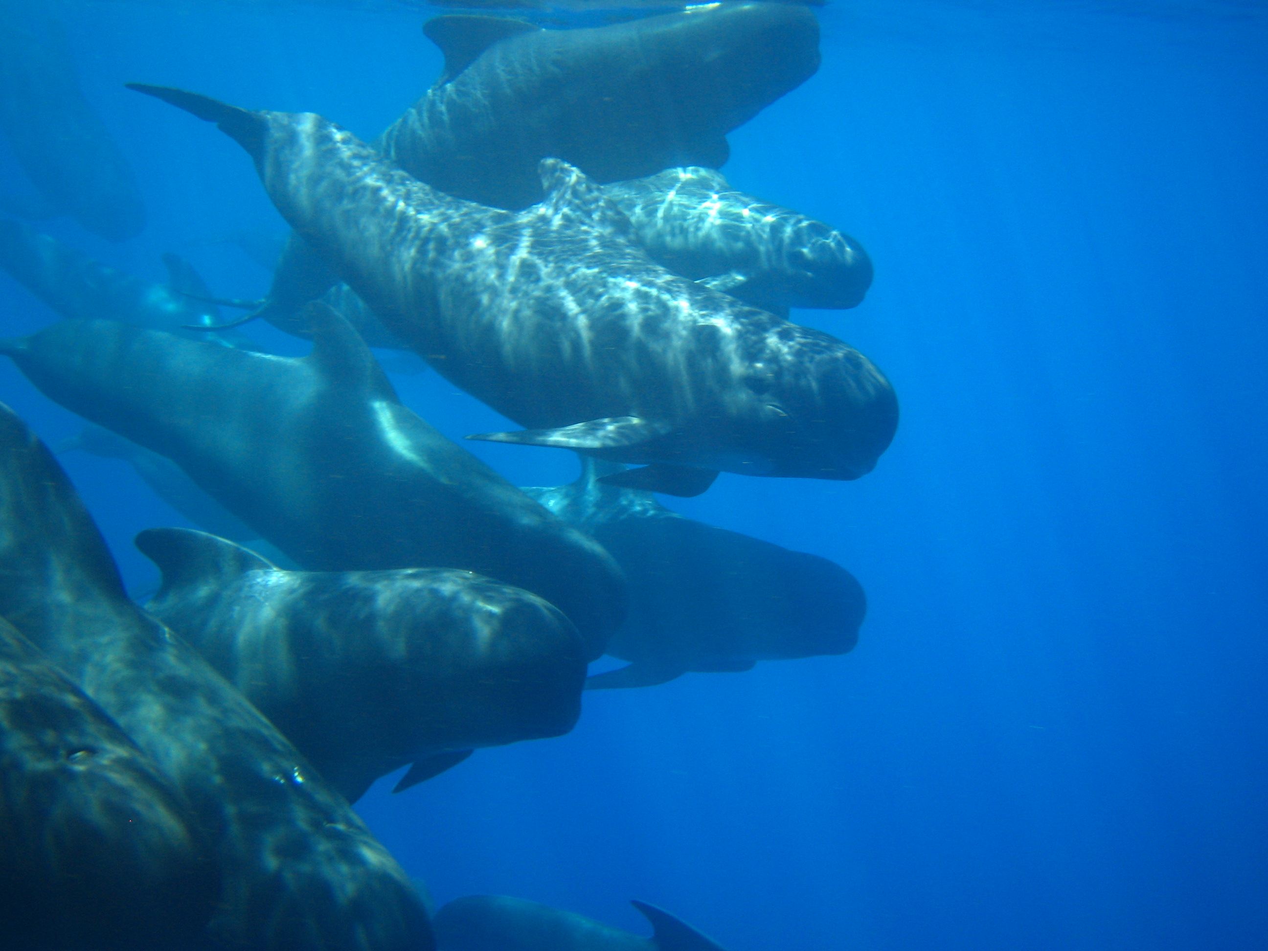 Corredor de Cetáceos -Calderon-comun 