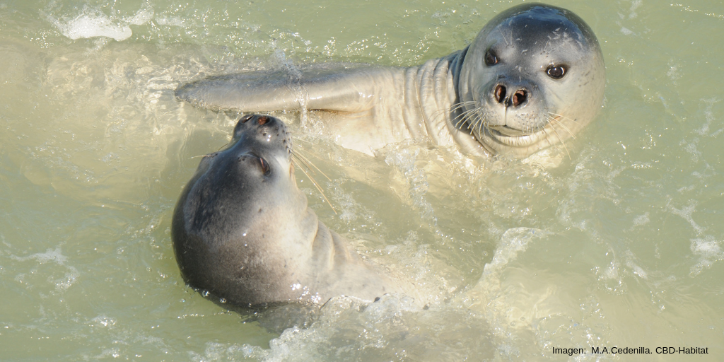 Subadultos de foca monje jugando.M. A. Cedenilla. CBD-Habitat