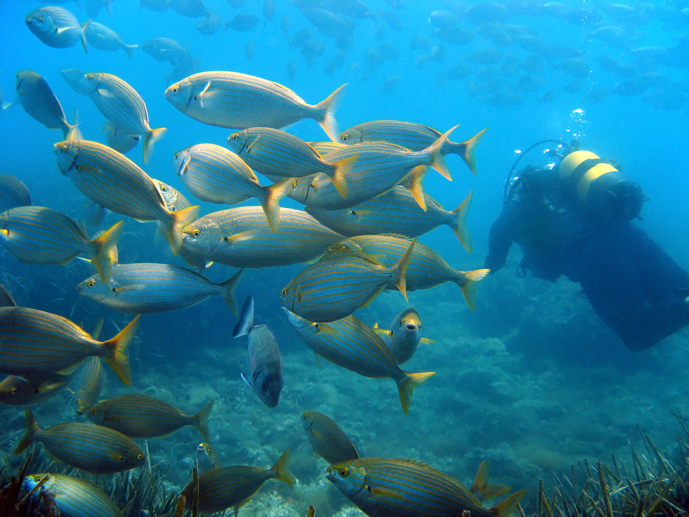  buceo-peces-costa brava