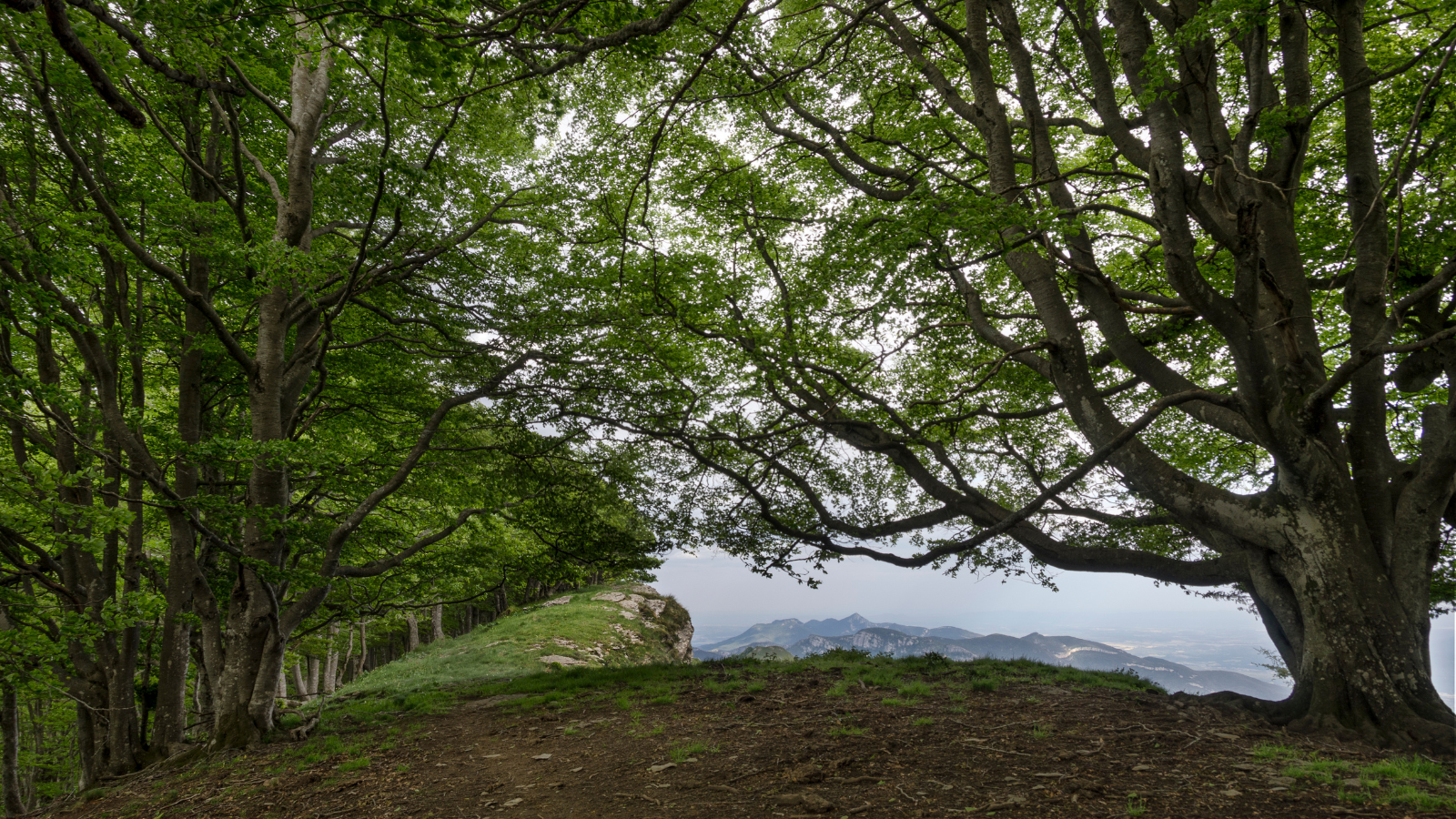 Planificación y Gestión de BosquesEl MITECO lanza a información pública un paquete de medidas para mejorar la planificación y gestión de los bosques 