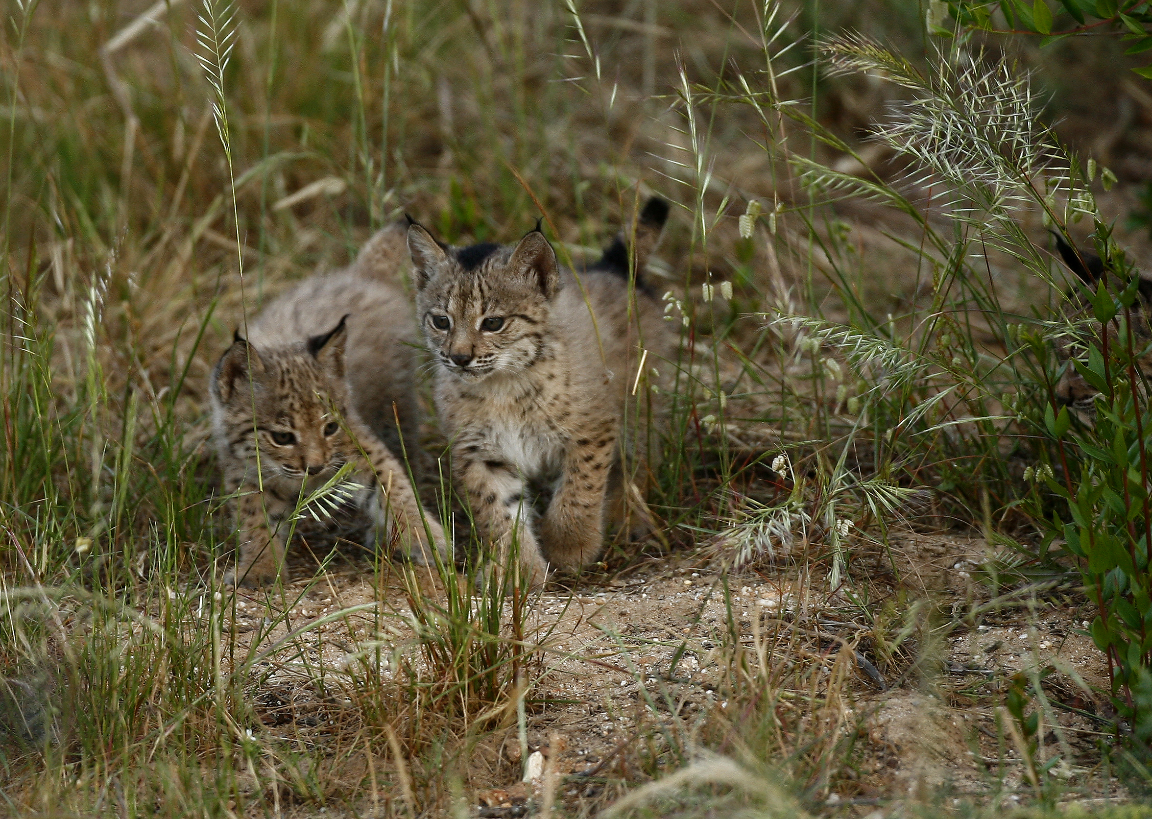 LincesLa población de linces ibéricos alcanza su máximo histórico: 1.668 ejemplares  