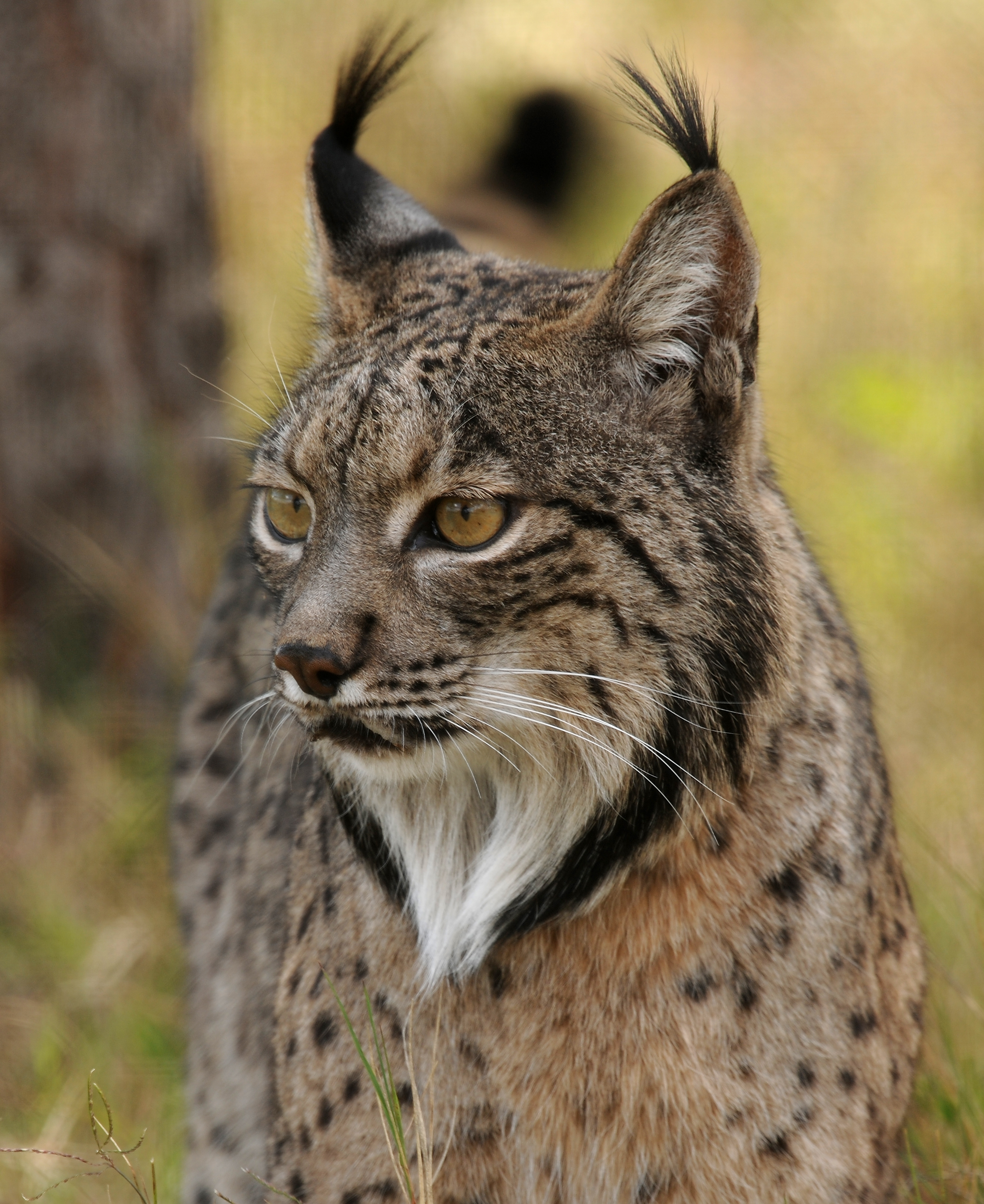  Lince 4
