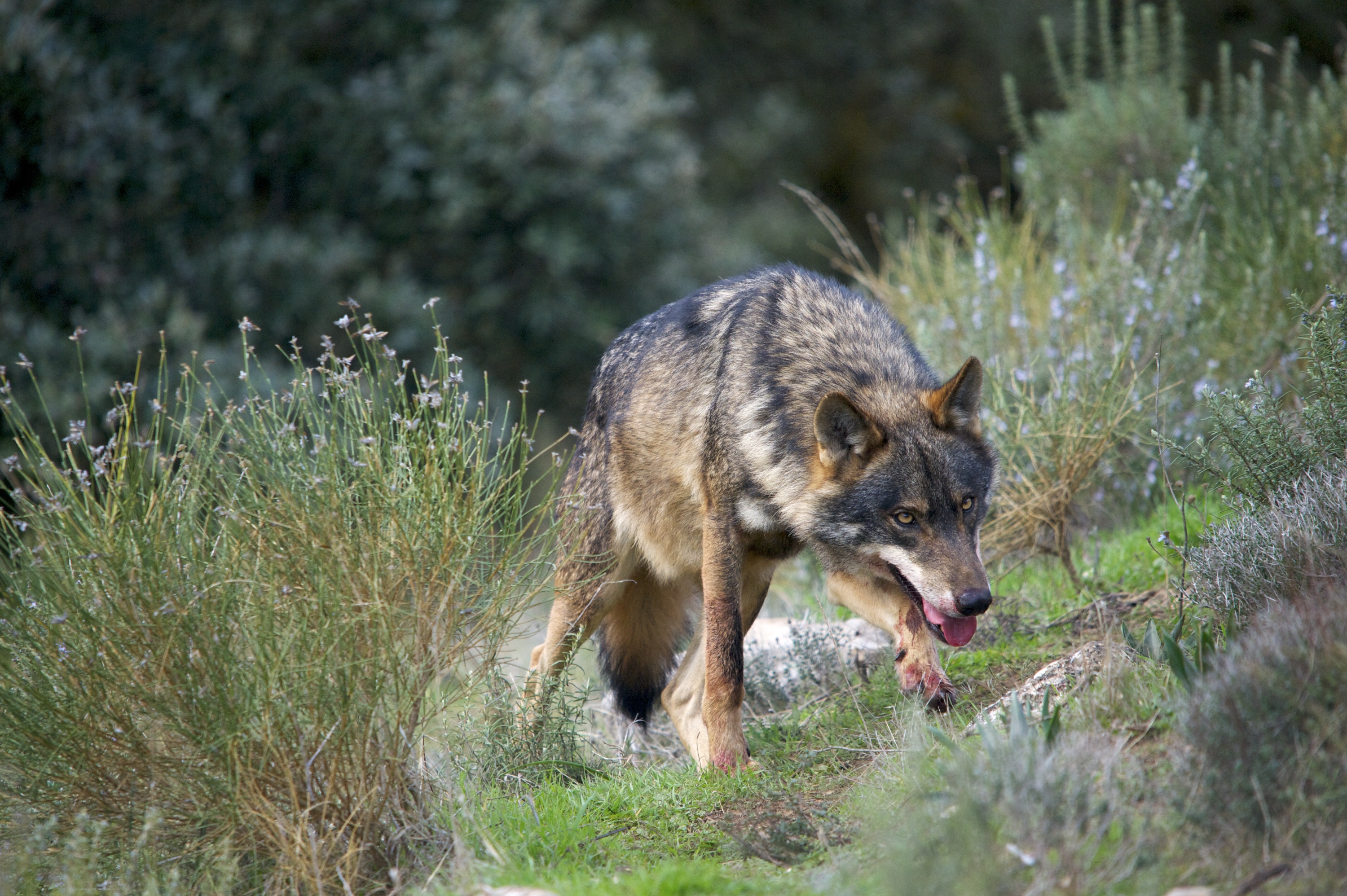 20210921_01 El lobo ibérico, incluido en el Listado de Especies en Régimen de Protección Especial