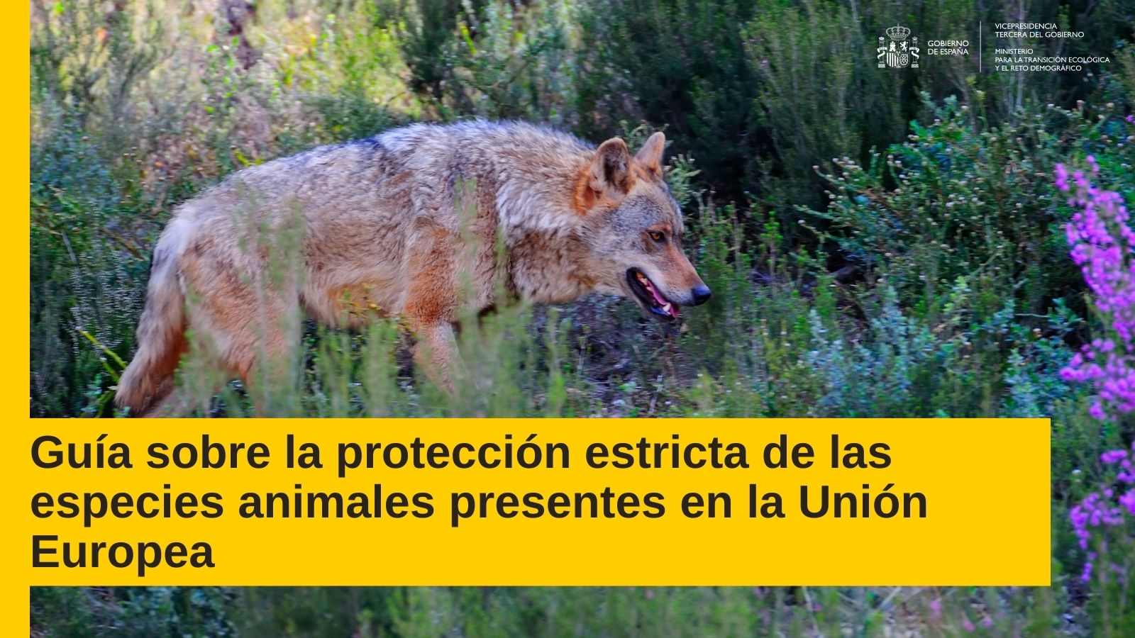 20211013_Guia CE proteccion animales