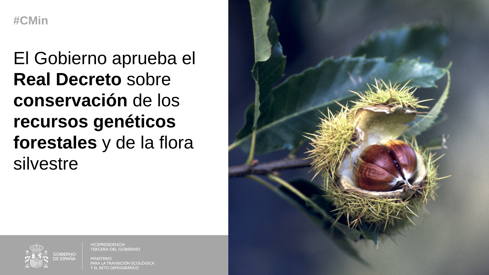 CMin Recursos Genéticos ForestaleEl Gobierno aprueba el Real Decreto sobre conservación de los recursos genéticos forestales y de la flora silvestre 

