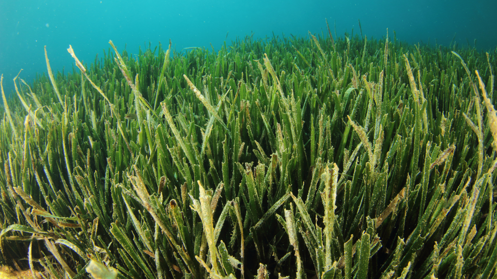 LIFE EcorestEl MITECO destina más de 26 millones de euros a la restauración de hábitats marinos