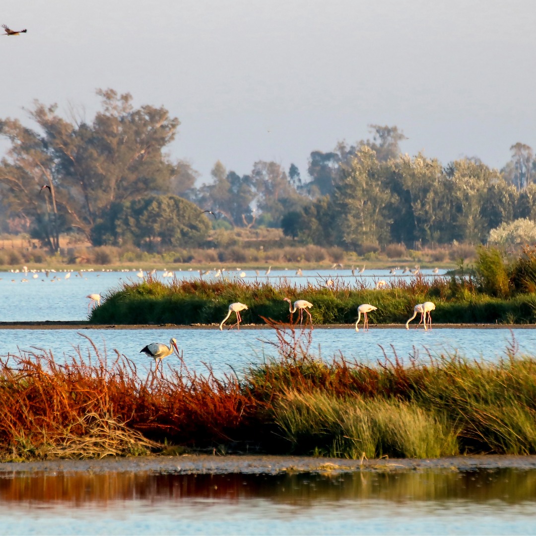 Teresa Ribera presenta el Marco de Actuaciones para Doñana, dotado con más de 356 millonesTeresa Ribera expone el informe de situación del Parque Nacional de Doñana