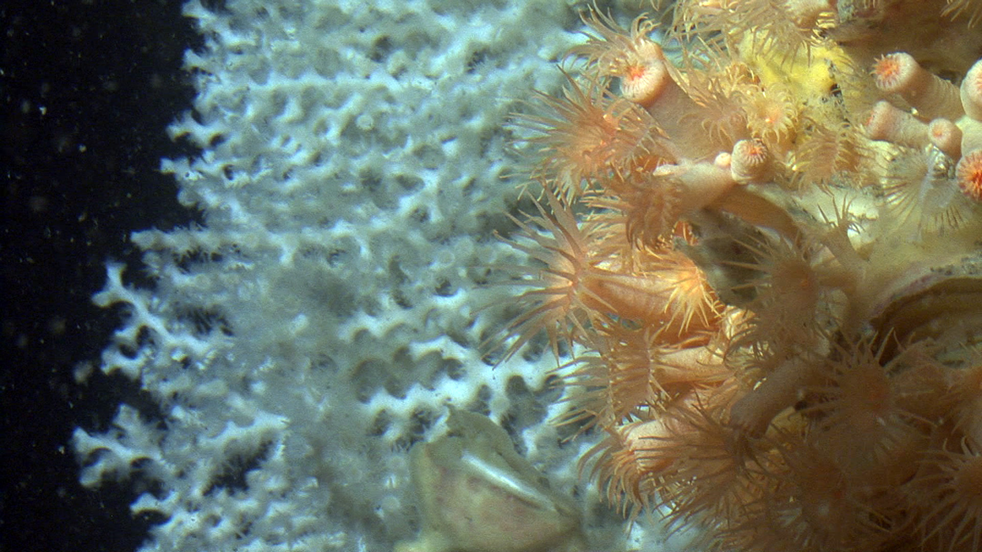  Coral Madrepora oculata (al fondo) y zooantario Parazoanthus axinellae. CSICEl MITECO inicia el trámite de audiencia e información pública de una norma para proteger nuevos espacios marinos