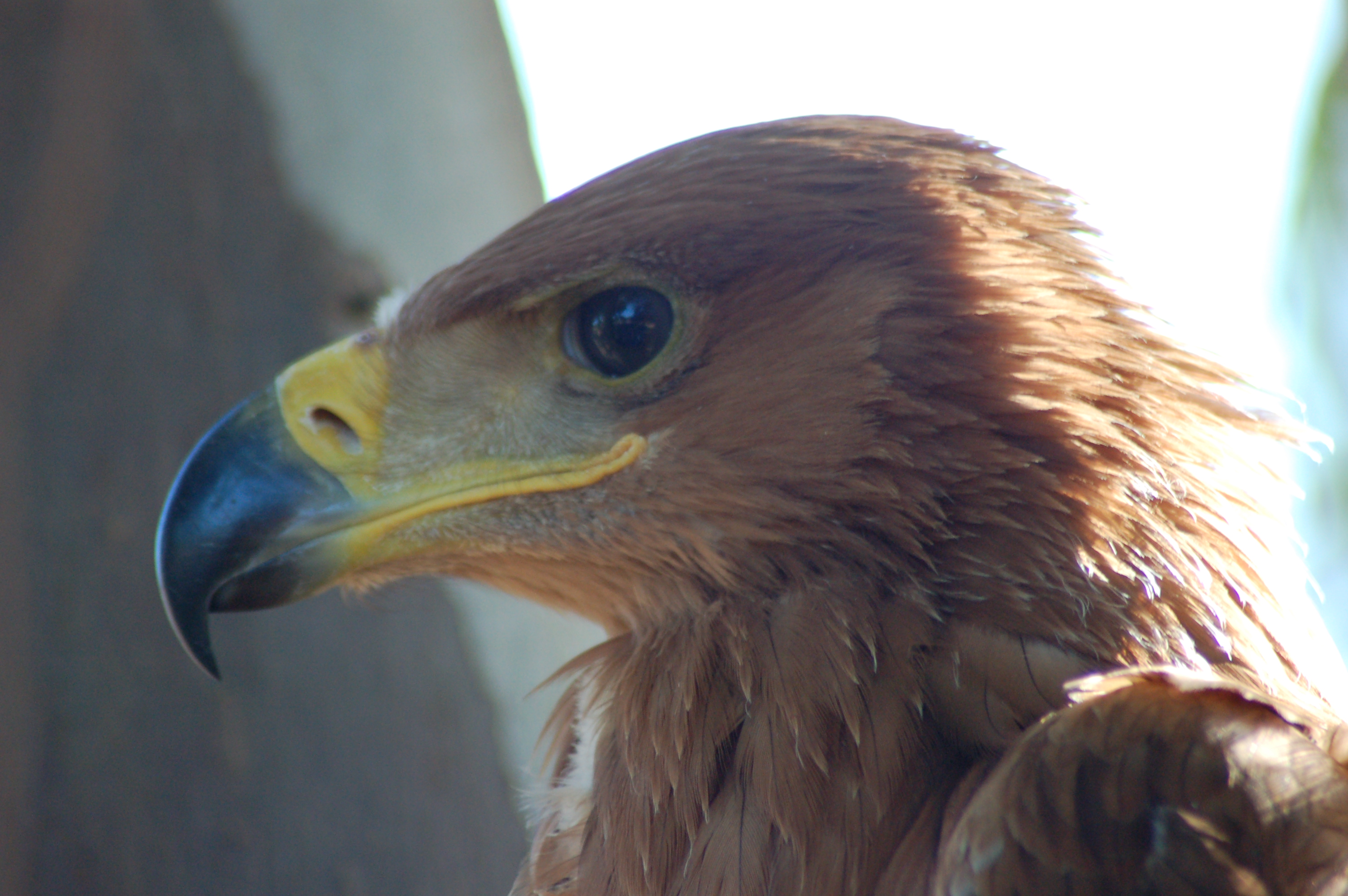 El águila imperial ibérica se recupera.