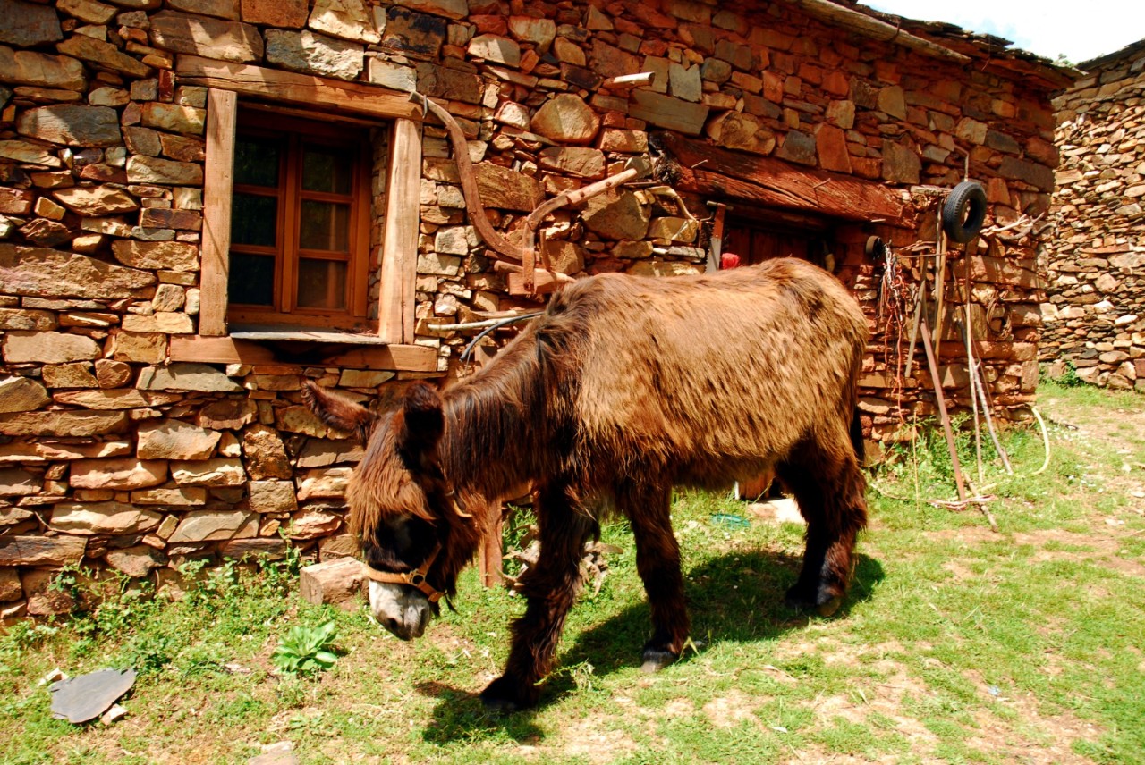 Burro