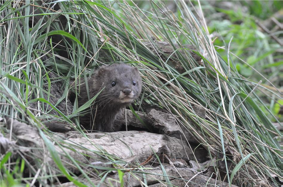 El Visón europeo es una especie asociada a bosques y hábitats ribereños. Autor de la imagen: David Lacanal (Tragsatec)