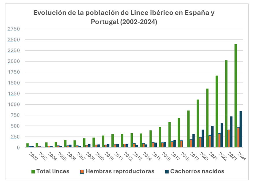 Imagen del artículo La población de linces ibéricos creció un 19% en 2024 respecto al año anterior