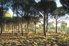 Doñana