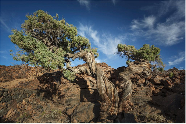 'El Patriarca', árbol milenario que vive en El Parque Nacional del Teide. [Foto: Manuel Suárez Izquierdo]