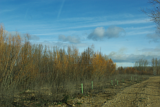 Repoblación con vegetación de ribera en el proyecto de mejora del estado ecológico del río Órbigo, tramo I (León)