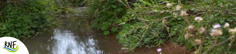 Reserva Natural Fluvial Cabecera de la Riera de Malrubí 