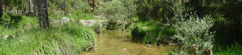 Reserva natural fluvial Río Segura desde cabecera hasta embalse de Anchuricas