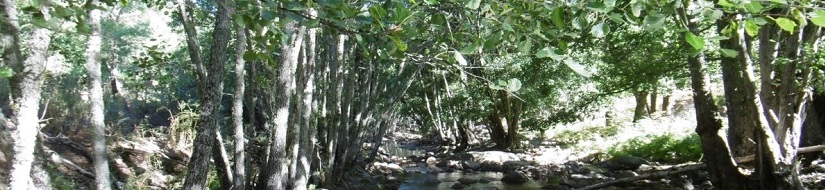 Reserva natural fluvial del río Viejas