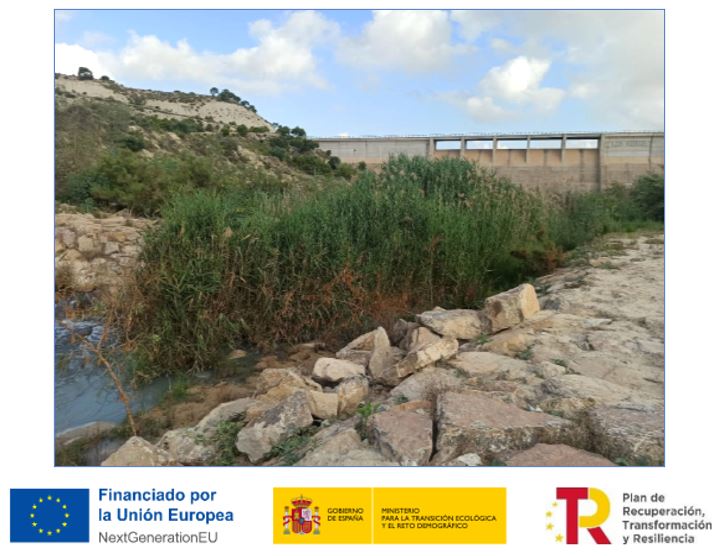 Proyecto de recuperación del bosque de ribera y eliminación de la especie invasora Arundo donax en el río Mula desde el embalse de los Rodeos hasta la confluencia con el río Segura
