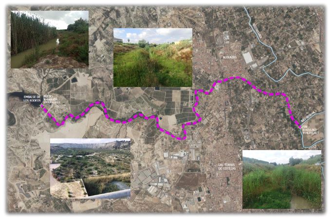 Proyecto de recuperación del bosque de ribera y eliminación de la especie invasora Arundo donax en el río Mula desde el embalse de los Rodeos hasta la confluencia con el río Segura_visor