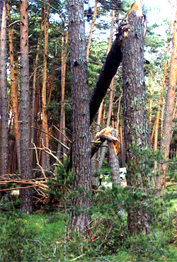 Bosque con árboles tronchados por tornado en Soria. Autor: Vicente Sandoval